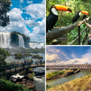 Transporte In e Out + Cataratas Brasileiras + Parque das Aves + Visita Panorâmica Itaipu (sem ingressos)