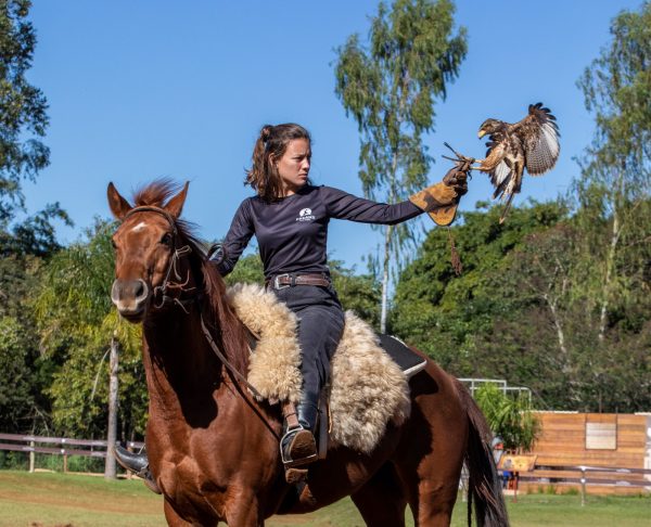 Ingresso – Eco Park / Falcoaria Mautone + apresentação dos voos - Imagem 5